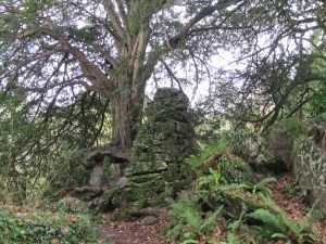 Druid Forest Blarney Castle