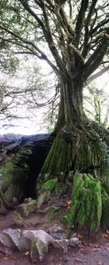 DruidTree4