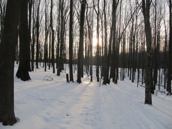 Phil_at_CooperRock_Empty_Trees