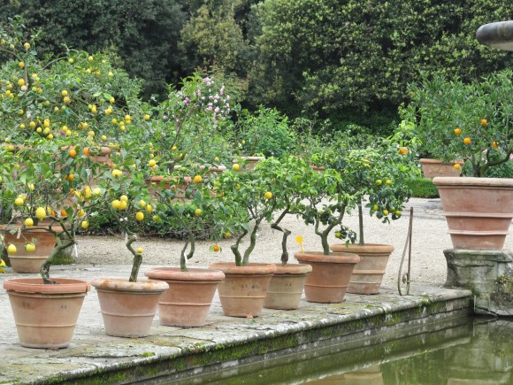 Lemons at Boboli
