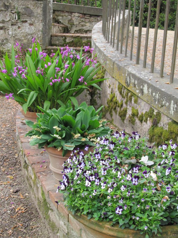 Boboli Garden Plants